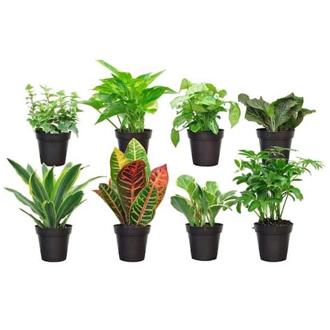 exotic angel plants pictures|exotic angel indoor plants.